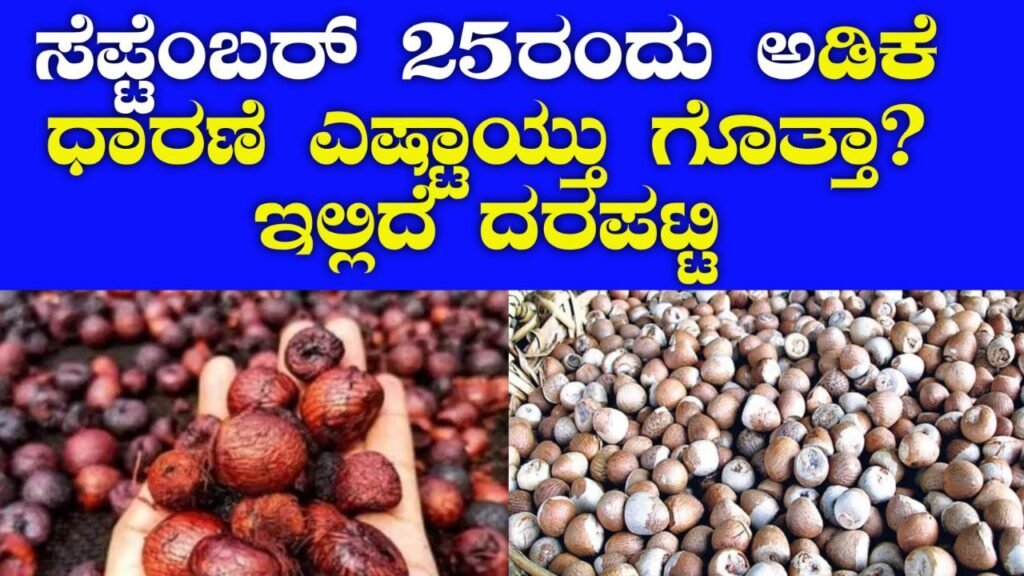 Arecanut Rate