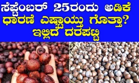 Arecanut Rate